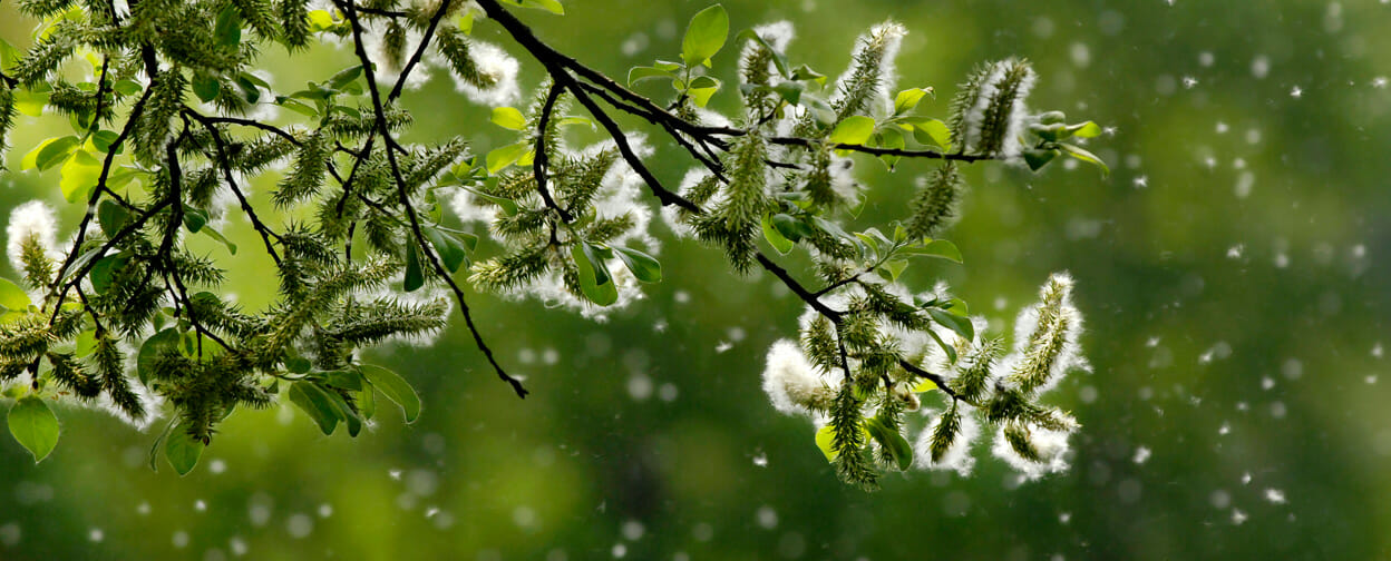 Winter Weather Impacts Spring Allergies