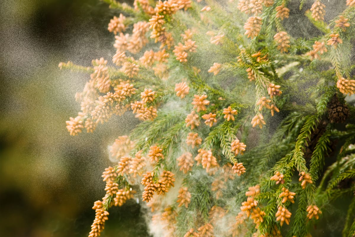 Mountain Cedar tree releasing pollen in Central Texas.