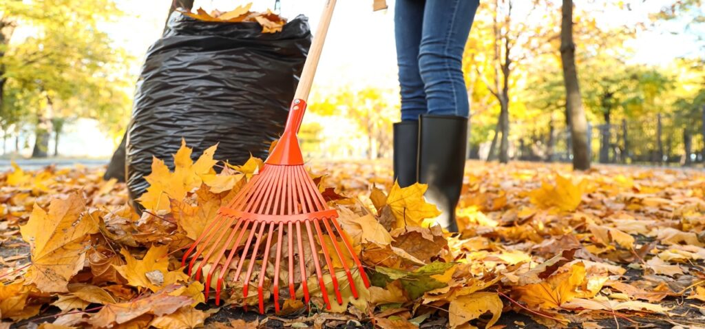 Raking leaves to reduce mold buildup